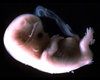 Illustration for article titled This awesome image may be found by aliens one day, floating in space